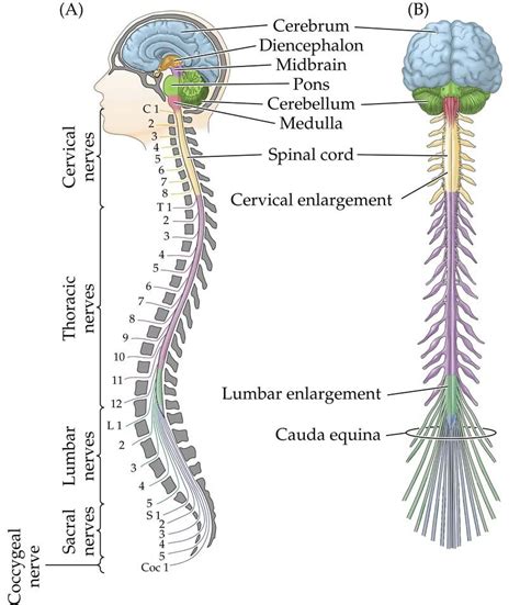 Human Body Anatomy Spinal Nerve Nervous System