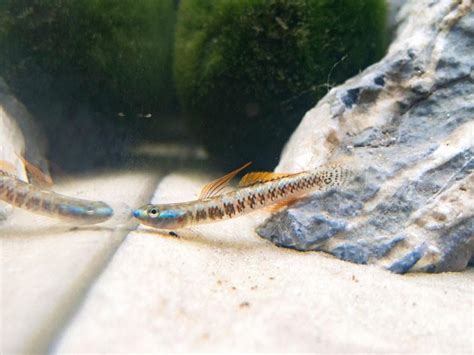 Gold Neon Dwarf Goby Aquarium Fish India