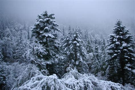 Free Stock photo of Snow covered trees on a cold winter day ...