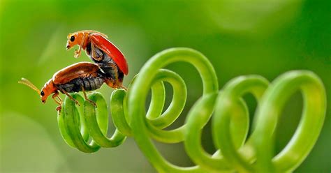 Top 17 Most Beautiful And Most Amazing Insects And Bugs In The World