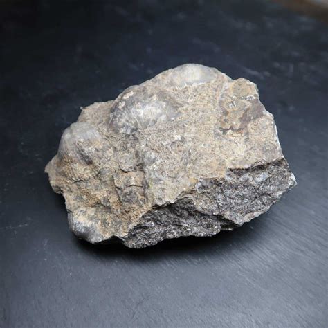 Shelly Fossiliferous Limestone From The Uk Buy Uk Fossils