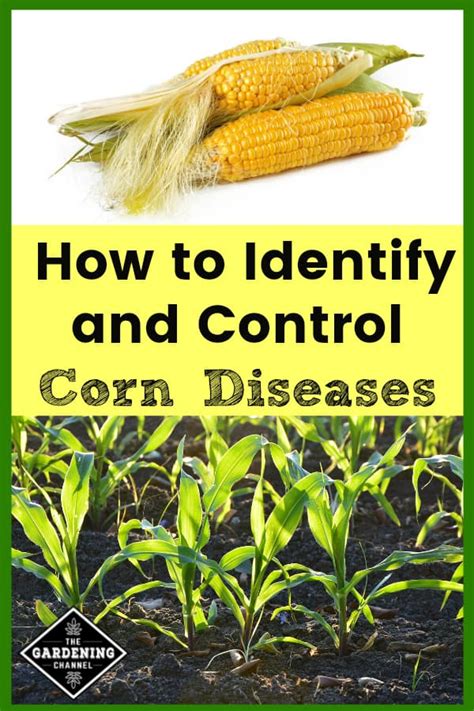 Corn Diseases How To Identify And Control Gardening Channel