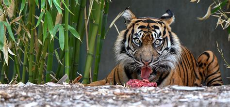 Tiger Encounter At Adelaide Zoo Feed A Hungry Tiger Their Meaty Lunch