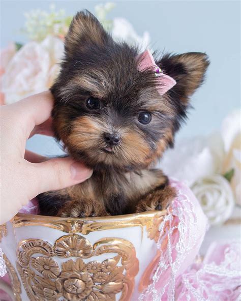 What Is A Teddy Bear Yorkie