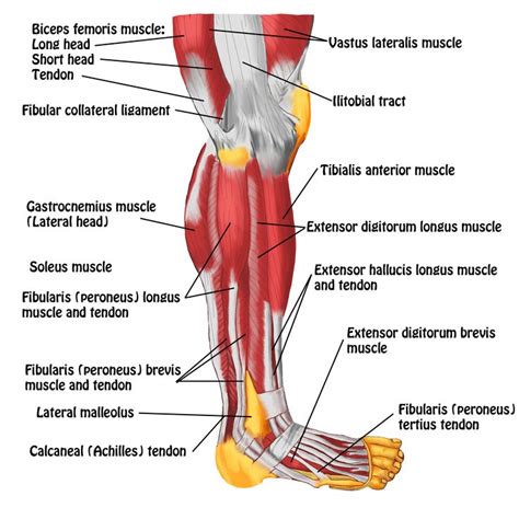 Leg Muscle And Tendons Anatomy