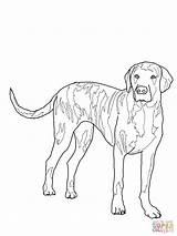 Hound Coloring Dog Plott Mountain Outline Walker Foxhound American Colors Treeing Tick Bike Coonhound Clip Beagle Bernese Printable Bluetick Getcolorings sketch template