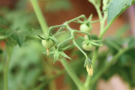 5 Ways To Fix Tomato Flowers Not Setting Fruit Home Garden Vegetables