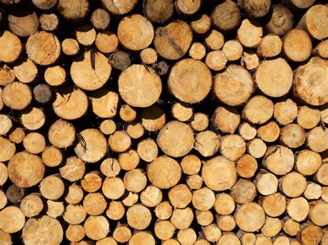 Wood Pile Stock Image Image Of Forestry Deforest Annual 25251699