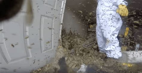 massive wasp nest removal captured  gopro video   nightmares