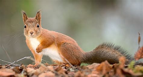 The Honest Truth Red Squirrels Will Be Become Extinct In Uk If We Don