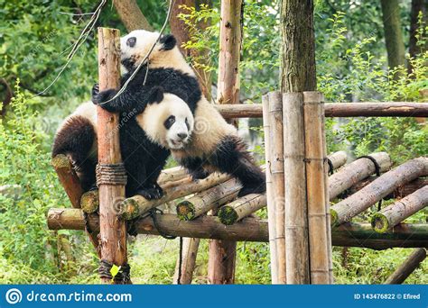 Two Funny Young Giant Pandas Playing Together And Having Fun Stock