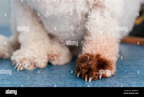 Bichon Bolognese Dog Breed With Malassezia Pachydermatis Stock Photo