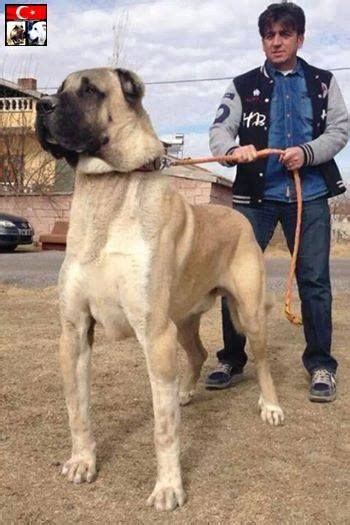 Kangal hakkında sizlerle çok önemli bulduğum bazı konuları paylaşmak istiyorum. Anatolian Shepherd - Google Search | Hunde, Schäferhunde ...