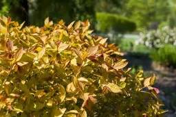 Check spelling or type a new query. Deer Resistant Plants: 20 Deer Proof Shrubs, Flowers ...