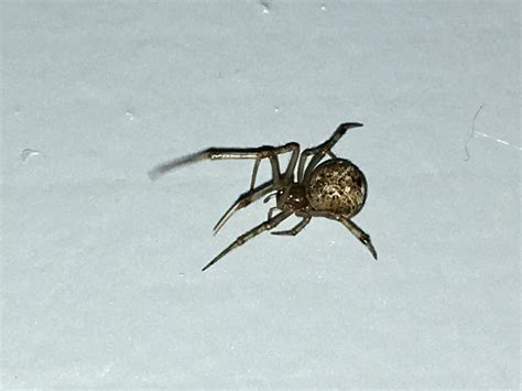 Parasteatoda Tepidariorum Common House Spider In Maylene Alabama