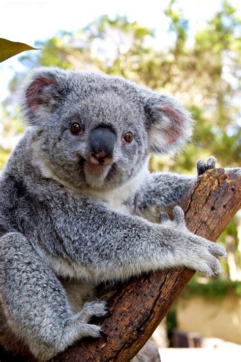 The koala is an arboreal herbivorous marsupial native to australia. Life In the Desert: Koalas and reptiles...