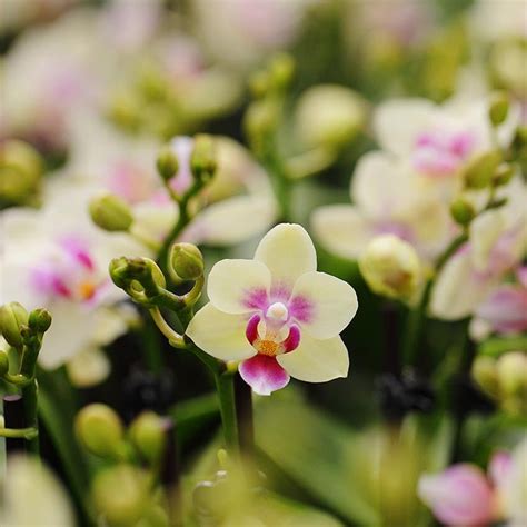 How To Care For Mini Phalaenopsis Orchids