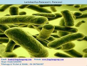 lactobacillus paracasei  paracasei