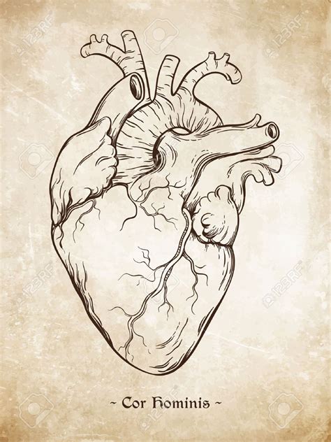 Pin By Hannah True On Tattoos Human Heart Drawing Anatomical Heart