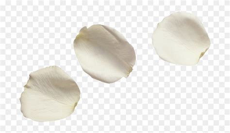 White Flower Petals Png 10 Free Cliparts Download Images On