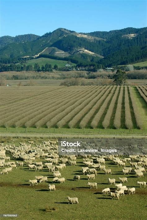 Mob Of Sheep Stock Photo Download Image Now New Zealand Orchard