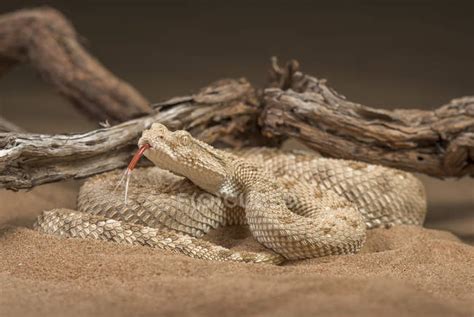 Arabian Desert Horned Viper Stock Photos Royalty Free Images Focused