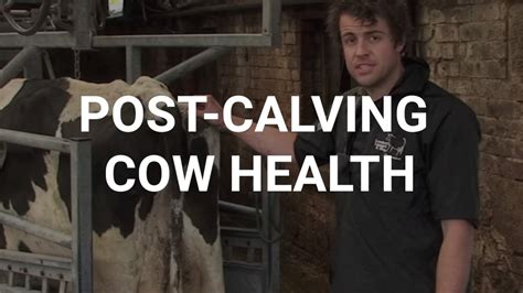 Post Calving Cow Health Youtube