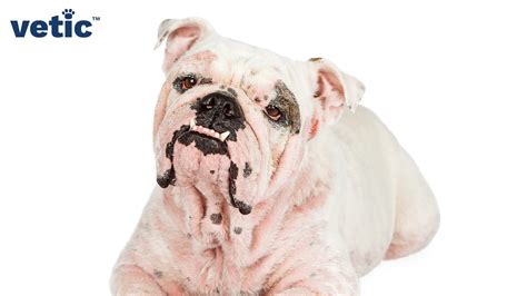 Skin Allergies In Dogs Causes Symptoms And Treatment