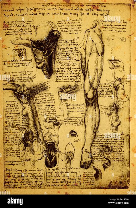 Leonardo Da Vinci Anatomia