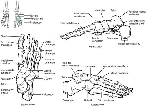 Bones Of The Lower Limb Anatomy And Physiology