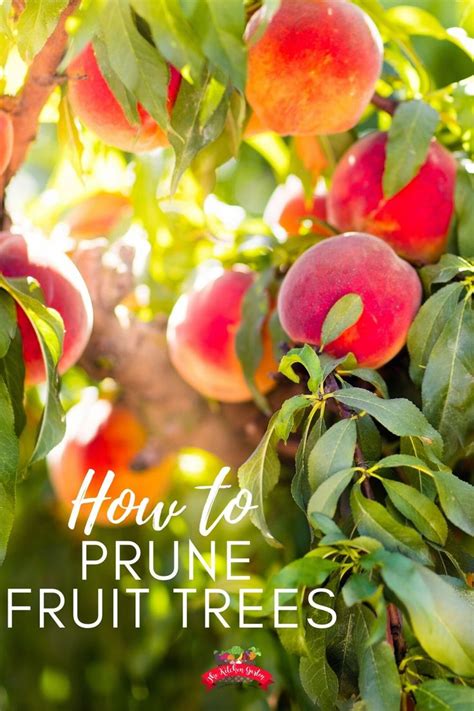 Discourage the growth of multiple trunks and. How to Prune Fruit Trees | Prune fruit, Fruit trees ...