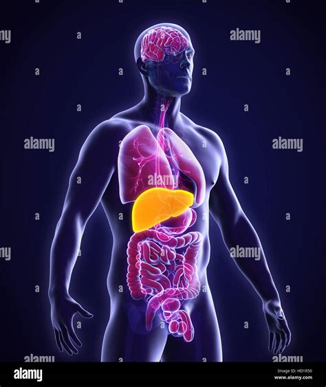 Human Liver Anatomy Stock Photo Alamy