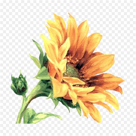 Aesthetic Sunflower Drawing Png Largest Wallpaper Portal