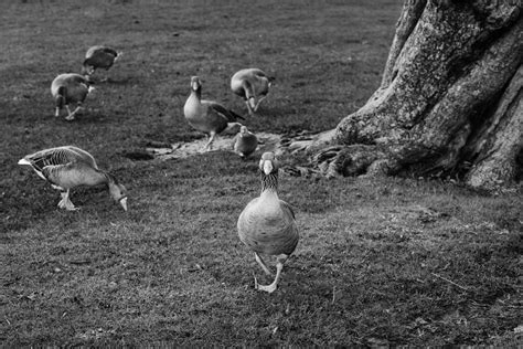 Daring Goose Smithsonian Photo Contest Smithsonian Magazine