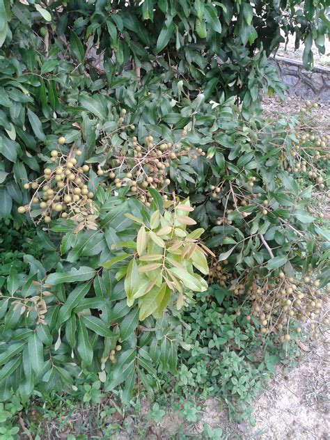 Perbezaan buah longan dengan mata kucing. Ummi Iman: Pokok buah mata kucing dan semalu wan