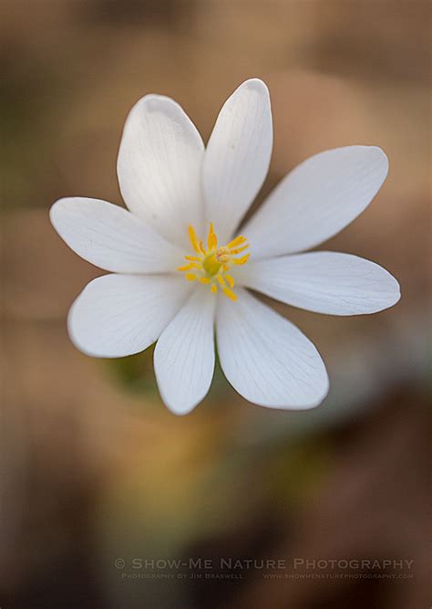A Lifer Wildflower Bloodroot Show Me Nature Photography