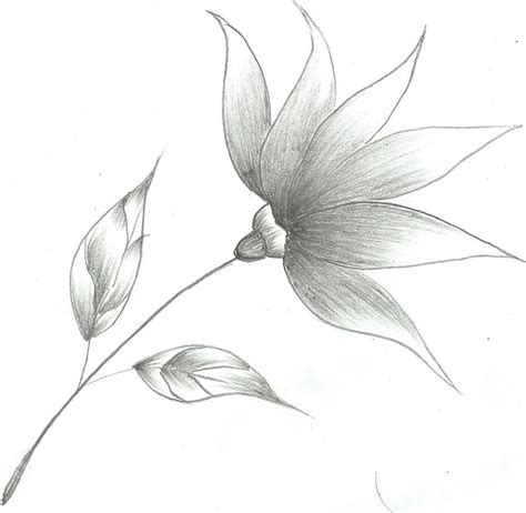 Pencil Drawing Flowers Easy