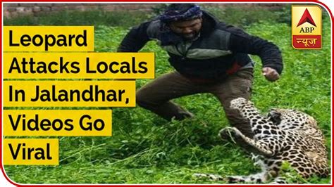 Leopard Attacks Locals In Jalandhar Videos Go Viral Abp News Youtube
