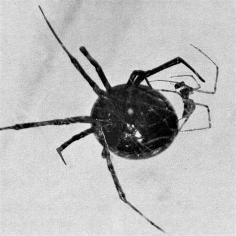 Even though the males do kind of seem like jerks. Myth: Black widows eat their mates | Burke Museum