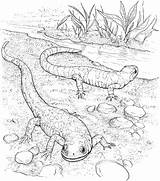 Lizard Coloring Realistic Salamander Lizards Coloringbay sketch template