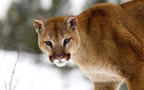 Extinct Eastern Cougar No Longer Needs Us Protection Wildlife Untamed
