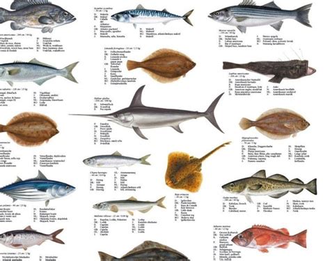 Atlantic Fish Poster Fishers Restaurantfishers Restaurant