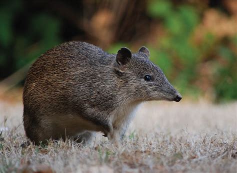 Southern Brown Bandicoot Australia Animals Dog Language Australian