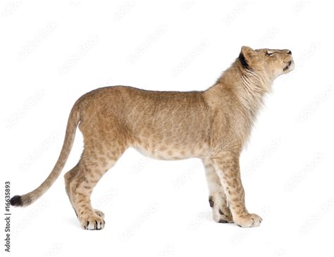 Side View Of Lion Cub 8 Months Old Standing Studio Shot Stock Photo