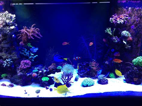 Featured Tank 210 Gallon Master Piece Frag Box Corals