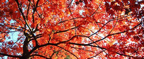 Emergency tree removal sunshine coast are you looking for stump removal sunshine coast specialists in and around your neighbourhood? Home - Sunshine Tree Service