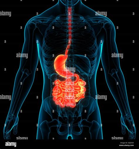 Anatomie Du Syst Me Digestif Humain Photo Stock Alamy