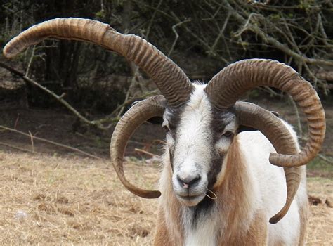 History Of The Breeds United Horned Hair Sheep Association