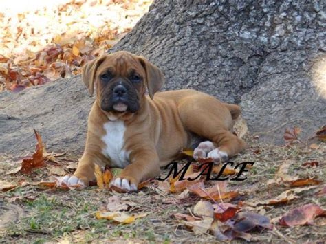 While they are generally healthy, there are some special considerations. AKC PUPPIES BOXER FOR IN KATY TX. for Sale in Katy, Texas ...