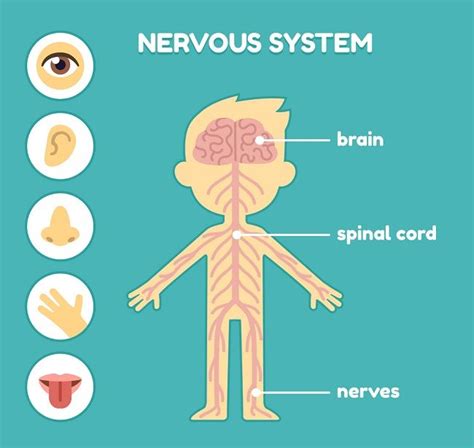 The central nervous system is the integration and command center of the body. Central Nervous System in 2020 | Nervous system, Nervous ...